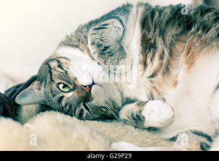 Fat Cat giacente sulla pelle di agnello in diverse pose divertenti Foto Stock