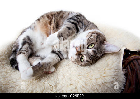 Fat Cat giacente sulla pelle di agnello in diverse pose divertenti Foto Stock