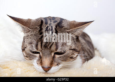 Fat Cat giacente sulla pelle di agnello in diverse pose divertenti Foto Stock