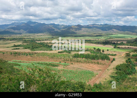 La canna da zucchero plantation piantagioni di produzione di raccolto Foto Stock