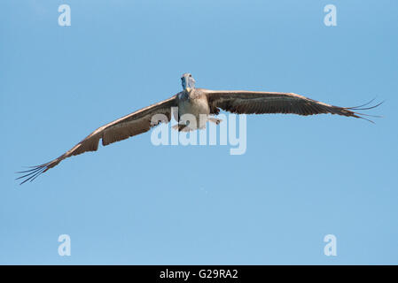 Un bambino Brown pelican (Pelecanus occidentalis) in volo lungo il Malecón, Havana, Cuba cerca di pesce. Foto Stock