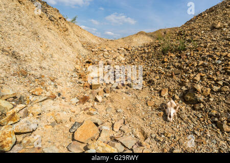 Cranio di un cane morto posa su una collina rocciosa Foto Stock