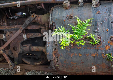 Un arrugginimento locomotiva a vapore sul Welsh Highland Railway, il Galles del Nord Foto Stock