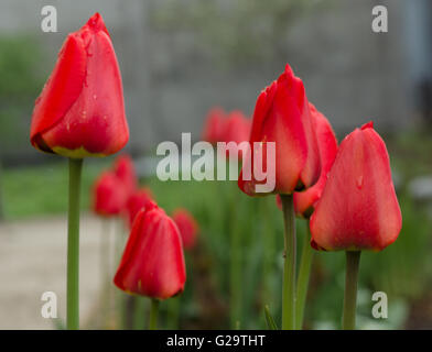 Tulipani rossi fiorisce in primavera sulla aiuola Foto Stock