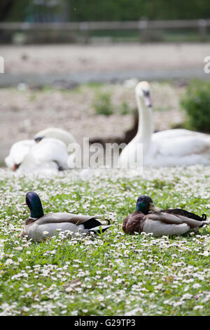 Due maschio le anatre bastarde giacente in un campo di margherite con cigni in background Foto Stock