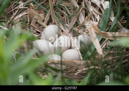 Sei coot le uova in un nido di reed a Slimbridge Wetland Centre fulica atra Foto Stock