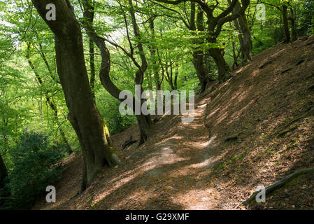 Tarda primavera del sole su di un percorso nel bosco a Alderley Edge nel Cheshire. Foto Stock