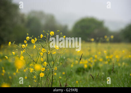 Prato renoncules (ranunculus acris) in un campo di inizio estate. Una leggera pioggia caduta su steli del fiore. Foto Stock