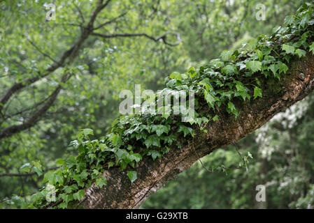 Verde edera (Hedera helix) salendo su un inclinato argento betulla in un bosco inglese. Foto Stock