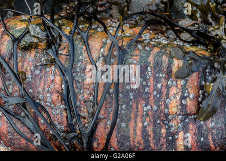 Rock e alghe marine sull'Isola di Skye. Foto Stock