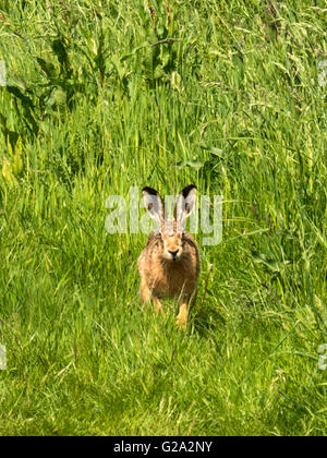 Magnifico marrone selvatico lepre (Lepus europaeus) misurazione illustrato nei suoi dintorni, isolata contro erba verde dello sfondo. Foto Stock