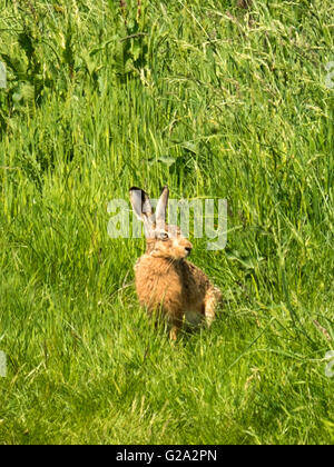 Magnifico marrone selvatico lepre (Lepus europaeus) misurazione illustrato nei suoi dintorni, isolata contro erba verde dello sfondo. Foto Stock