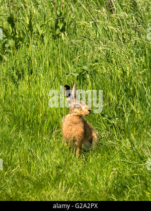 Magnifico marrone selvatico lepre (Lepus europaeus) misurazione illustrato nei suoi dintorni, isolata contro erba verde dello sfondo. Foto Stock