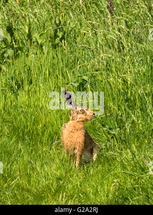 Magnifico marrone selvatico lepre (Lepus europaeus) misurazione illustrato nei suoi dintorni, isolata contro erba verde dello sfondo. Foto Stock