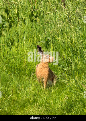 Magnifico marrone selvatico lepre (Lepus europaeus) misurazione illustrato nei suoi dintorni, isolata contro erba verde dello sfondo. Foto Stock