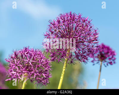 Bella vivid rosy viola affollato umbels sferica dell'Allium impianti isolati contro un cielo blu sullo sfondo. Foto Stock