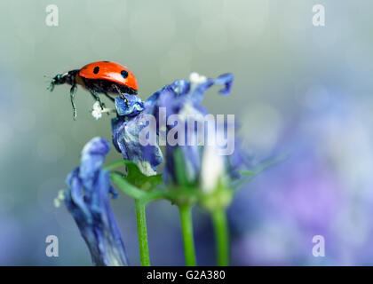 Single carino coccinella sulla violetta campanule in giardino in primavera Foto Stock