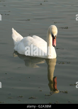 Piscina swan su acqua Foto Stock