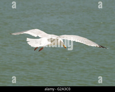 Seagull in volo sopra il livello del mare Foto Stock