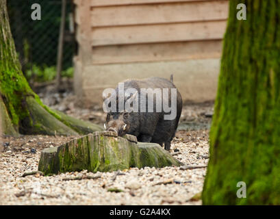 Nero nana vietnamita maiale in cattività Foto Stock