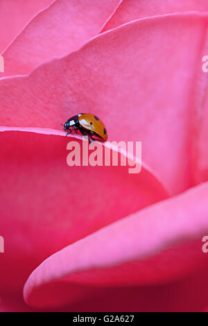 Unico coccinella sul color pastello rosa leafs Foto Stock