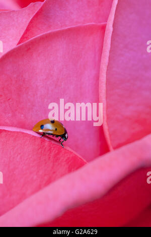 Unico coccinella sul color pastello rosa leafs Foto Stock