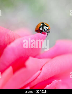 Unico coccinella sul color pastello rosa leafs Foto Stock