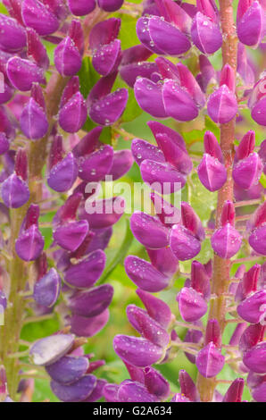 Primo piano di violetta Fiori di lupino Foto Stock