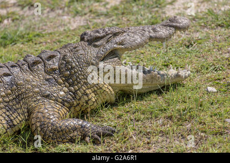 Coccodrillo del Nilo (Crocodylus niloticus) presso il fiume Chobe, Botswana Foto Stock