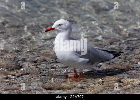 Gabbiano argento (Larus novaehollandiae) in piedi in acqua, Lady Elliot Island, Queensland, Australia Foto Stock