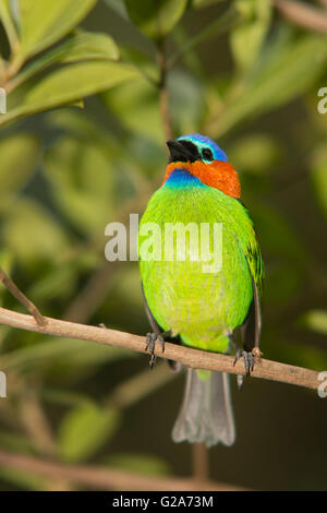 Tanager a collo rosso nella foresta tropicale del Brasile. Foto Stock
