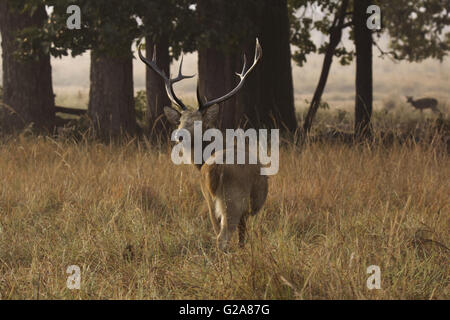 Barasingha, cervus duvauceli branderi, al Parco Nazionale di Kanha, Madhya Pradesh, India. Foto Stock