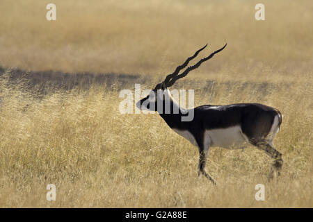 Maschio nero buck, Antilope cervicapra. velavadar national park, Gujarat, India Foto Stock