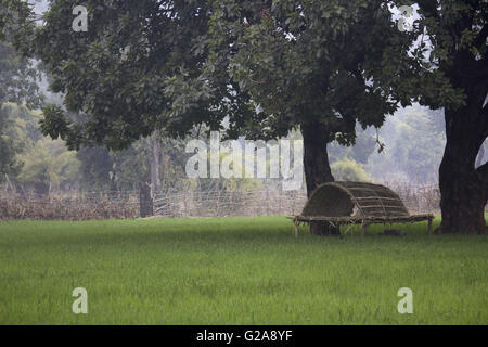 Campi e machan vicino, bandhavgarh Bandhavgarh Riserva della Tigre periferia, Madhya Pradesh, India Foto Stock