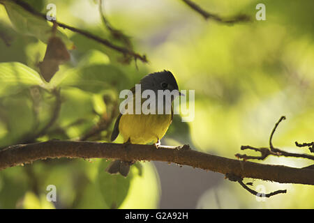 Grigio guidato canarino Flycatcher, Mount Abu, Rajasthan, India Foto Stock