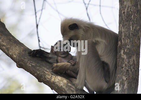 Hanuman langur (simia entellus), bandhavgarh riserva della tigre, Madhya Pradesh, India Foto Stock