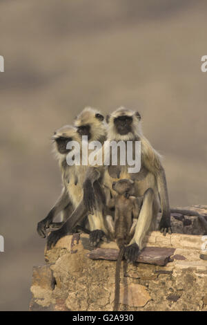 Hanuman langur (simia entellus), ranthambhore riserva della tigre, Rajasthan, India Foto Stock