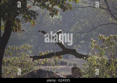 Hanuman langur (simia entellus), kanha riserva della tigre, Madhya Pradesh, India Foto Stock