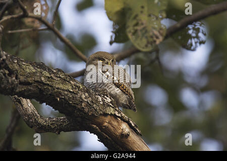 Jungle owlet, Glaucidium radiatum, Kanha Riserva della Tigre, Madhya Pradesh, India Foto Stock