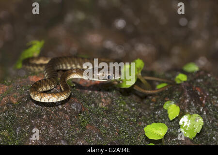 Grandi Eyed Bronzeback Snake, Dendrelaphis grandoculis. Agumbe, Karnataka, India Foto Stock