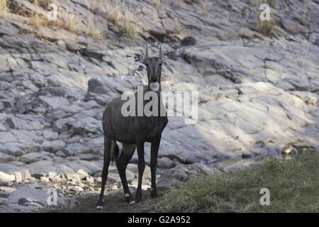 Neelgai maschio, Ranthambhore Riserva della Tigre, Rajasthan, India Foto Stock