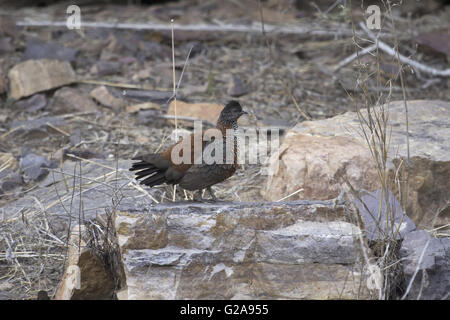 Dipinto spurfowl, galloperdix lunulata, ranthambhore riserva della tigre, Rajasthan, India Foto Stock