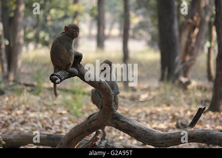 Scimmia rhesus, macaca mulatta, bandhavgarh riserva della tigre, Madhya Pradesh, India Foto Stock