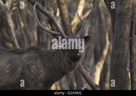 Sambar cervi, ranthambhore riserva della tigre, Rajasthan, India Foto Stock