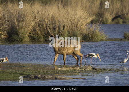 Sambar cervi di coccodrilli, ranthambhore riserva della tigre, Rajasthan, India Foto Stock