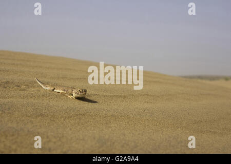 Toad intitolata AGAMA SA, phrynocephalus genere. sam desert, Rajasthan, India Foto Stock