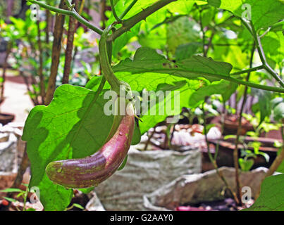 Verde e melanzana fresca in un orto. Brinjal appartiene alla famiglia delle Solanacee; e di genere è il Solanum. Foto Stock