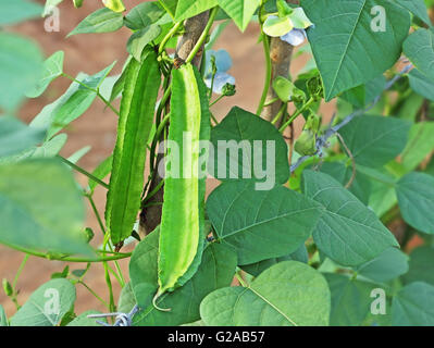 Freschi fagioli alato in orto in India. Chiamato anche Goa bean e quattro bean angolata. Tutte le parti della pianta sono commestibili. Foto Stock