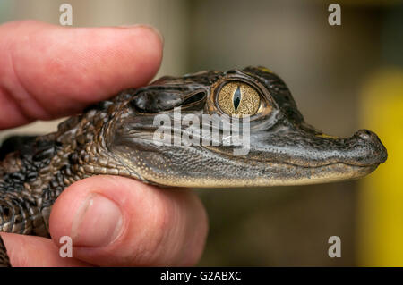 Un caimano bambino, un alligatorid caimaninae coccodrilli, all'RSPCA Rescue Center in Brighton. Foto Stock