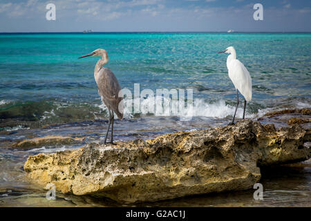Grigio e aironi bianchi su una roccia lungo la riva di Grand Cayman, Isole Cayman, West Indies Foto Stock